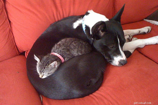 10 Cats Who Prefer Their Dogs Over Pillows