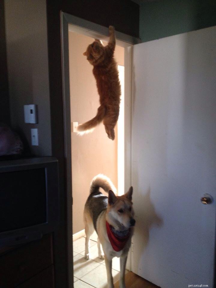 10 Careers Cats Would Excel In