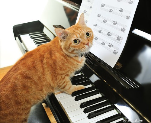 10 Careers Cats Would Excel In