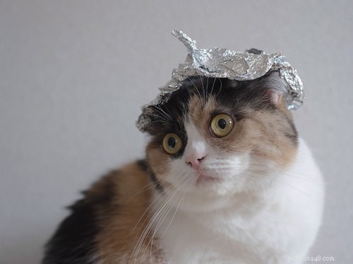 10 Careers Cats Would Excel In