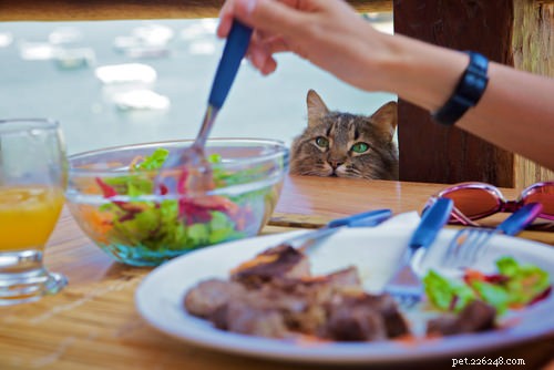 10 Careers Cats Would Excel In