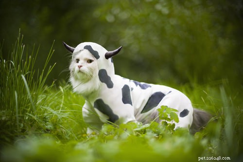 10 Careers Cats Would Excel In