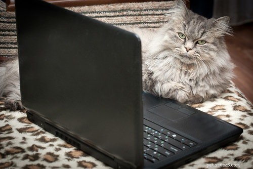 10 Careers Cats Would Excel In