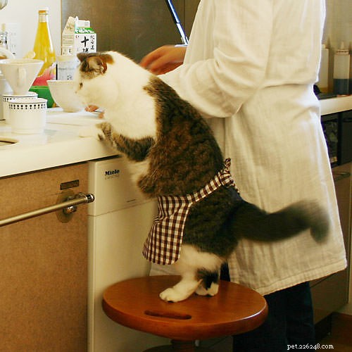 10 Careers Cats Would Excel In
