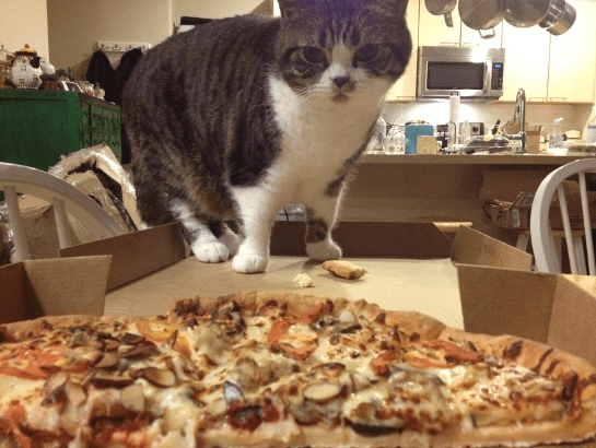 10 Careers Cats Would Excel In