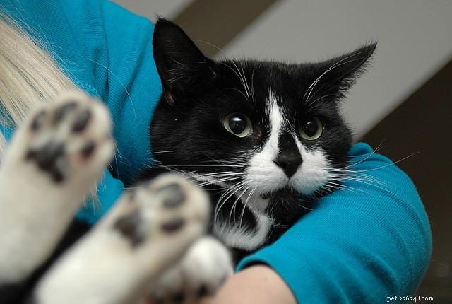 5 Proven Ways Your Cat Shows Their Love