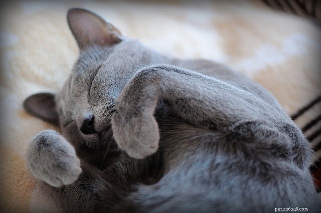 5 Proven Ways Your Cat Shows Their Love