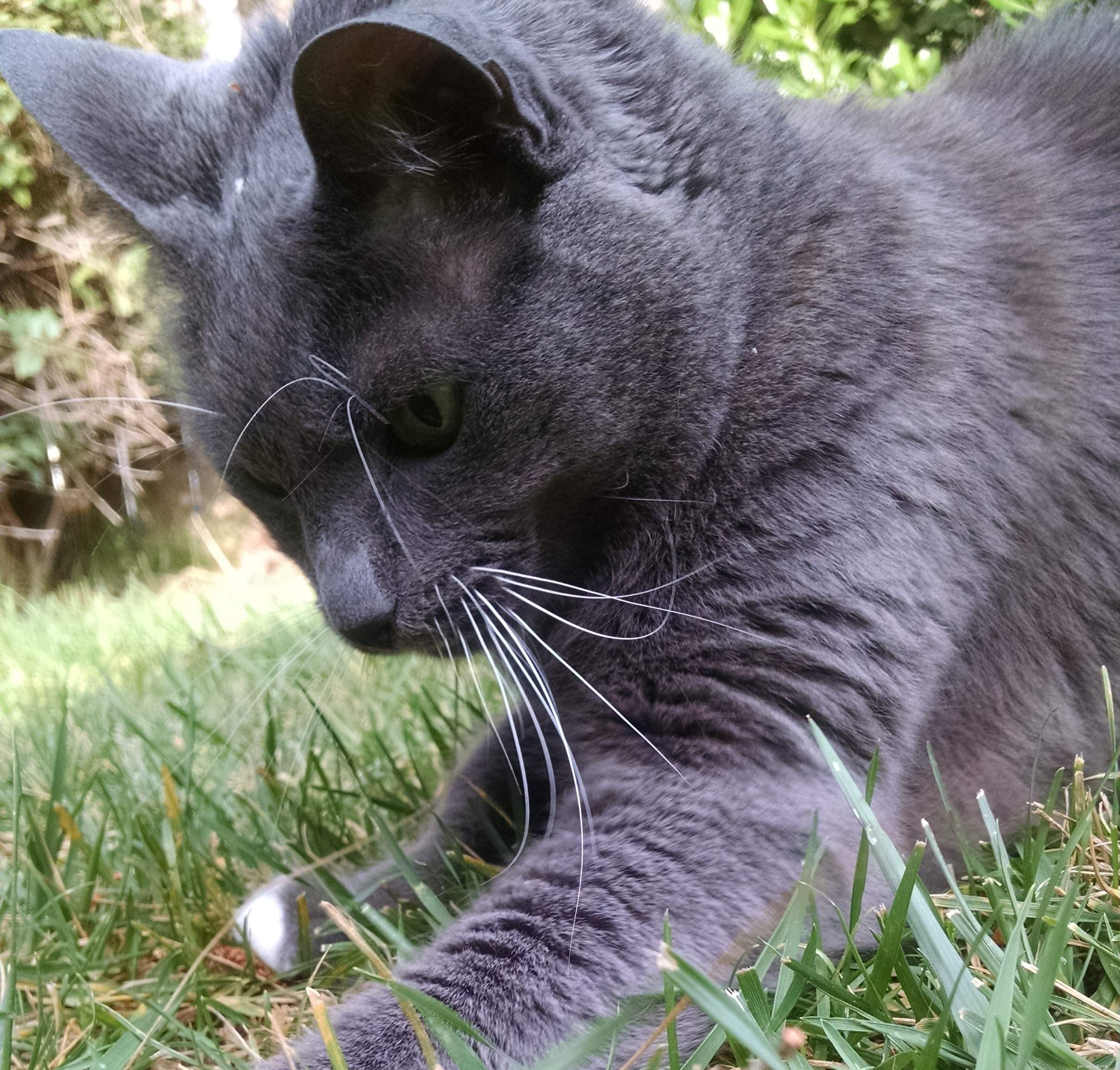 Do Cats Know the Time? Insights from a Professional Behaviorist