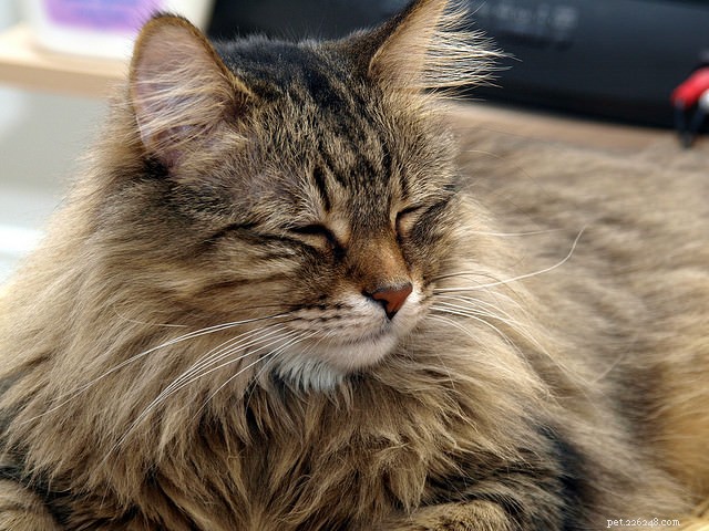 5 Proven Ways Your Cat Shows Their Love