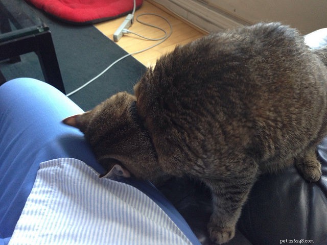 5 Proven Ways Your Cat Shows Their Love
