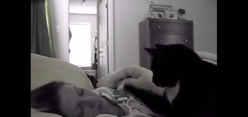 Do Cats Know the Time? Insights from a Professional Behaviorist