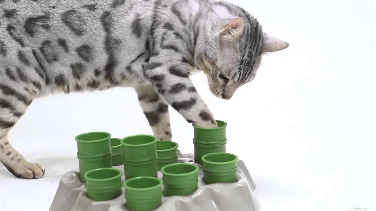 Do Cats Know the Time? Insights from a Professional Behaviorist