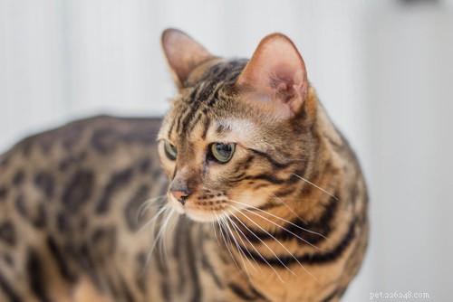 12 Active Cat Breeds Perfect for Energetic Owners