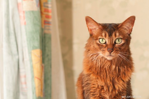12 Active Cat Breeds Perfect for Energetic Owners