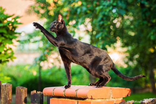 12 Active Cat Breeds Perfect for Energetic Owners