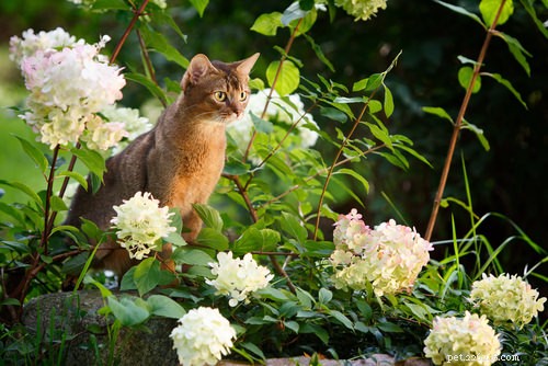 12 Active Cat Breeds Perfect for Energetic Owners