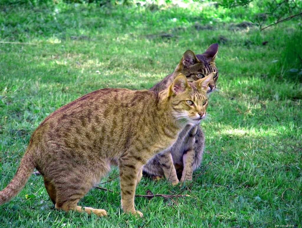 12 Active Cat Breeds Perfect for Energetic Owners