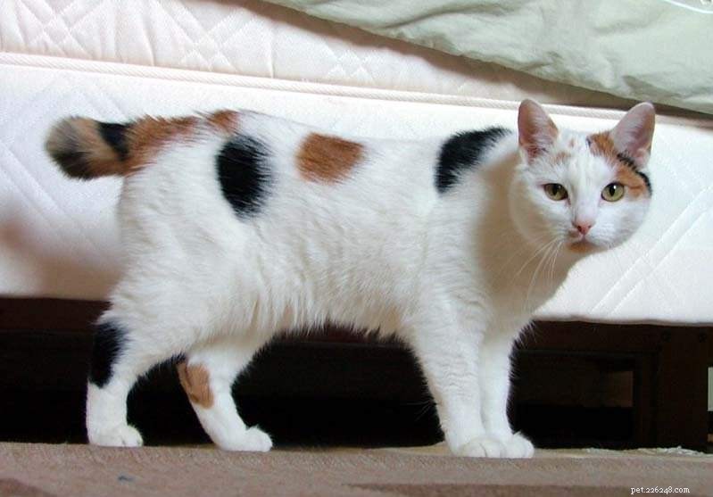12 Active Cat Breeds Perfect for Energetic Owners