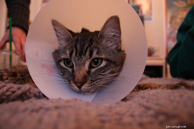 9 Expert Tips to Stop Your Cat from Peeing Outside the Litter Box