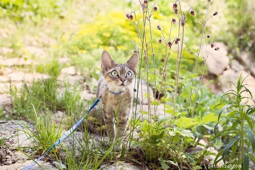 12 Active Cat Breeds Perfect for Energetic Owners