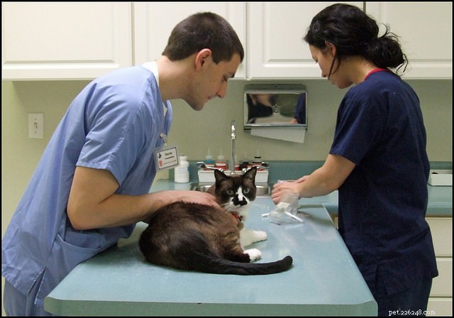 9 Expert Tips to Stop Your Cat from Peeing Outside the Litter Box