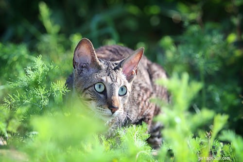 12 Active Cat Breeds Perfect for Energetic Owners