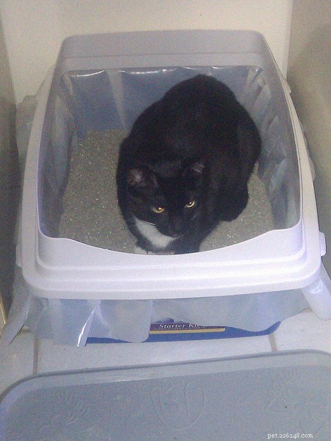 9 Expert Tips to Stop Your Cat from Peeing Outside the Litter Box