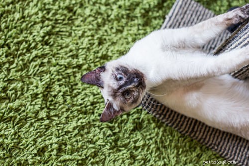 12 Active Cat Breeds Perfect for Energetic Owners