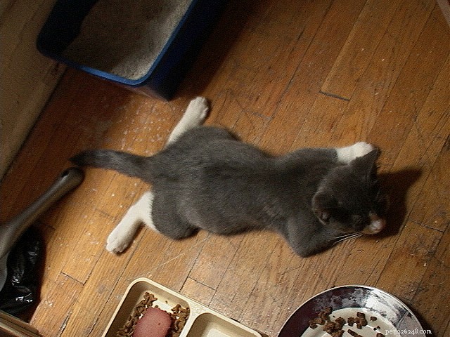 9 Expert Tips to Stop Your Cat from Peeing Outside the Litter Box