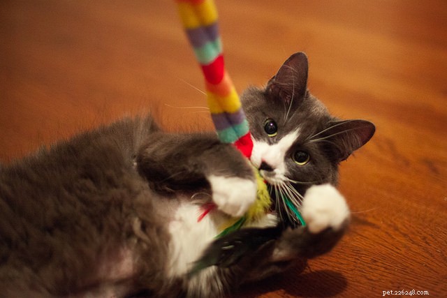 9 Expert Tips to Stop Your Cat from Peeing Outside the Litter Box