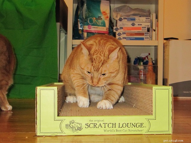 9 Proven Ways to Stop Your Cat from Scratching Your Furniture