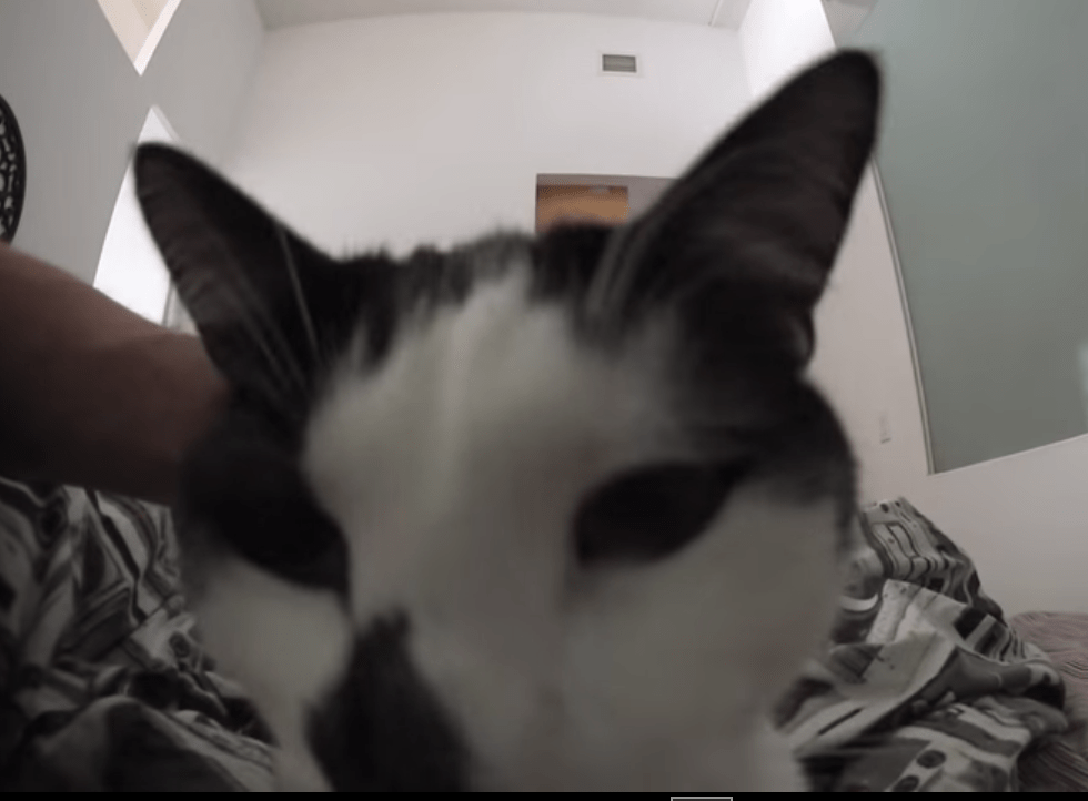 Wake Up With a Cat: The Real-Life Feline Alarm Clock Experience