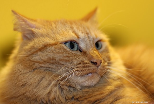 9 Proven Ways to Stop Your Cat from Scratching Your Furniture
