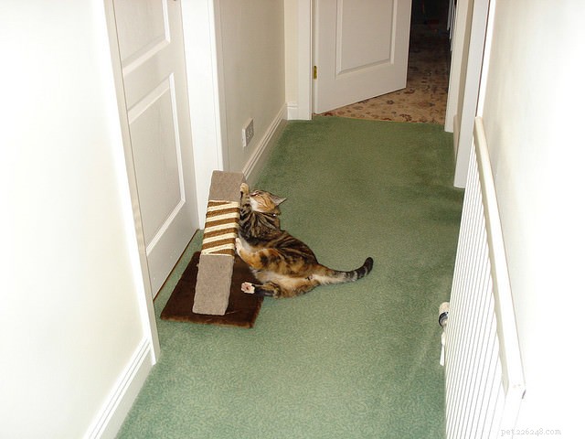 9 Proven Ways to Stop Your Cat from Scratching Your Furniture