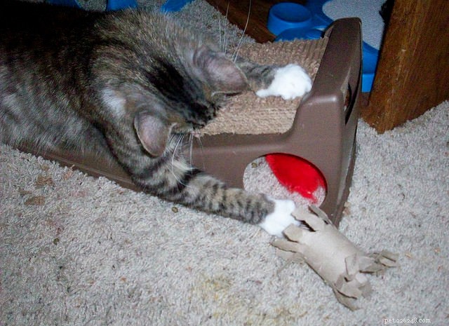 9 Proven Ways to Stop Your Cat from Scratching Your Furniture