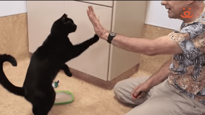 9 Proven Ways to Stop Your Cat from Scratching Your Furniture
