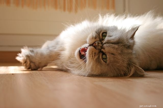 9 Common Reasons Your Cat Keeps Meowing – Understand Their Needs