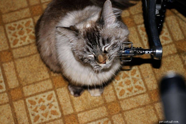 15 Essential Cat Behaviors Every Owner Should Know