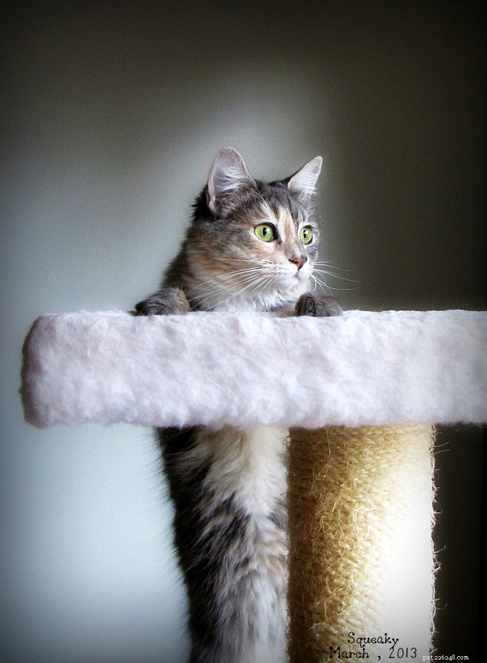 15 Essential Cat Behaviors Every Owner Should Know