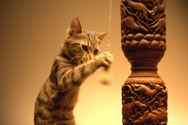 15 Essential Cat Behaviors Every Owner Should Know