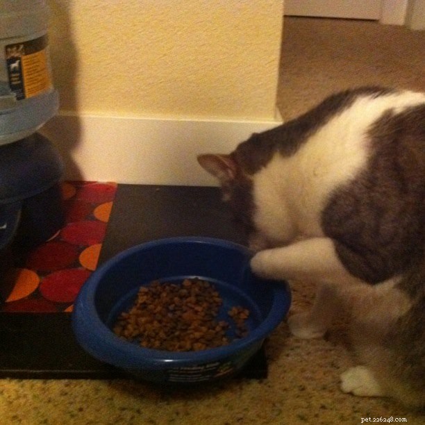 15 Essential Cat Behaviors Every Owner Should Know