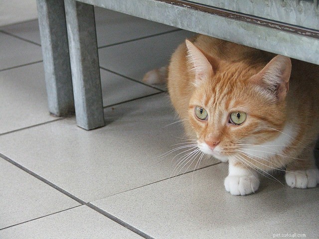 15 Essential Cat Behaviors Every Owner Should Know