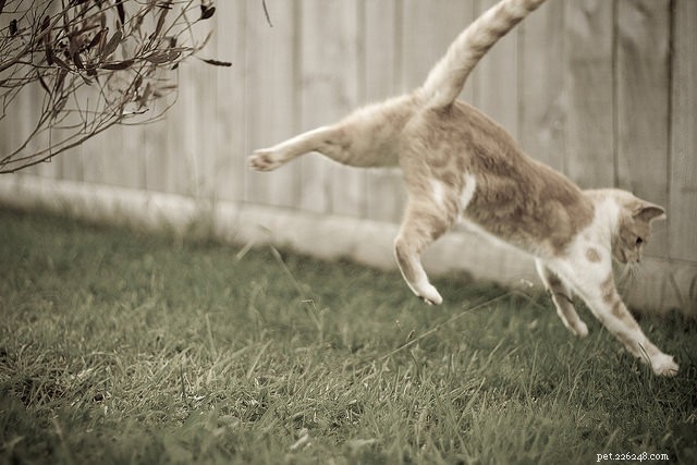 15 Essential Cat Behaviors Every Owner Should Know