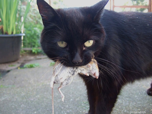 15 Essential Cat Behaviors Every Owner Should Know