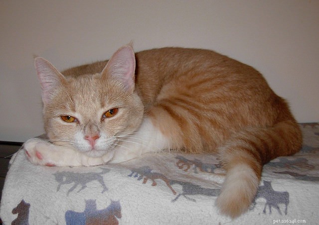 15 Essential Cat Behaviors Every Owner Should Know