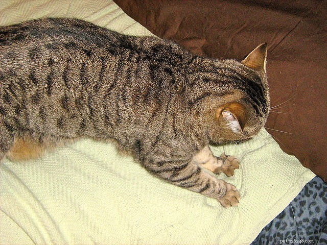 15 Essential Cat Behaviors Every Owner Should Know