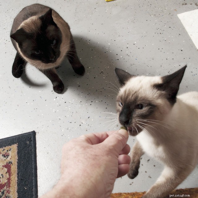 How to Motivate a Lazy Cat: 9 Proven Strategies