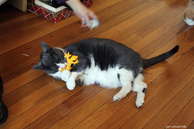 How to Motivate a Lazy Cat: 9 Proven Strategies