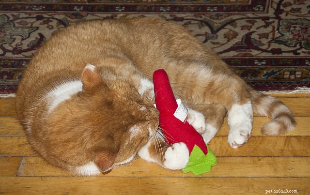How to Motivate a Lazy Cat: 9 Proven Strategies