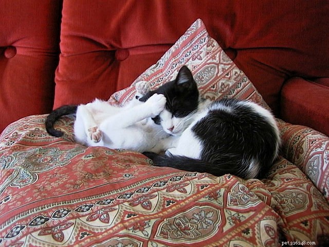 How to Motivate a Lazy Cat: 9 Proven Strategies